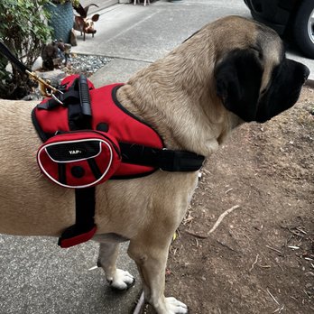 Yap Stores - Achilles in his new harness exited to go for a walk - Pet Stores Near Me - San Francisco, California Yap Stores - Achilles in his new harness exited to go for a walk - Pet Stores Near Me - San Francisco, California