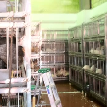 P & M Live Poultry - The inventory - Butcher Near Me - Flushing, New York P & M Live Poultry - The inventory - Butcher Near Me - Flushing, New York