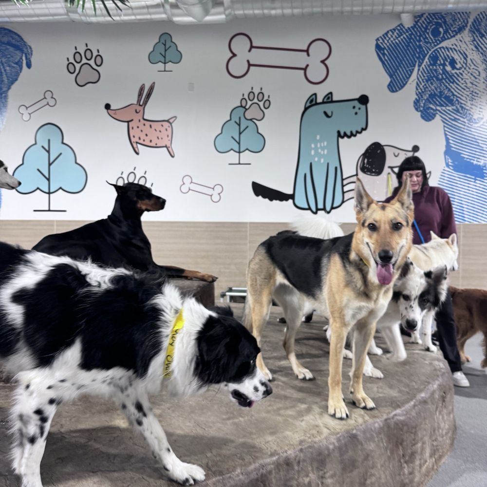 Smart Parke - Pet Boarding Near Me - Brea, California