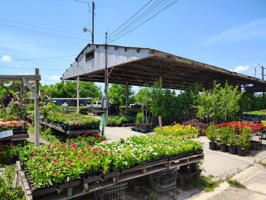 【OK plant】 Big Plants Chicago