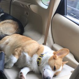 Corgi and German Shepherd in the car