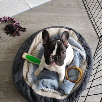 Applause Your Paws - happy puppy - Pet Training Near Me - Miami, Florida