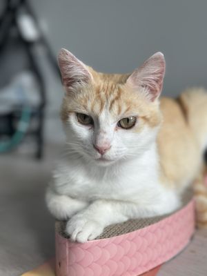 Best Friends Pet Adoption Center by null