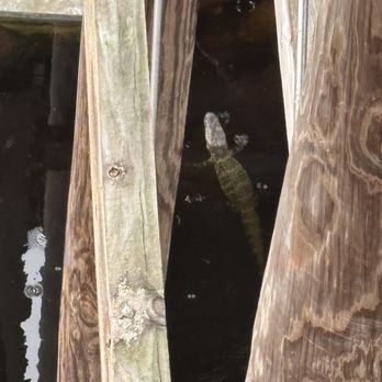 Everglades Elevated Boardwalk - Alligator! - Landmarks & Historical Buildings Near Me - Weston, Florida Everglades Elevated Boardwalk - Alligator! - Landmarks & Historical Buildings Near Me - Weston, Florida