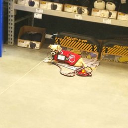 This is my Peanut in current day doing a down stay at a local store with his SD gear on. He did amazing. This is my Peanut in current day doing a down stay at a local store with his SD gear on. He did amazing.
