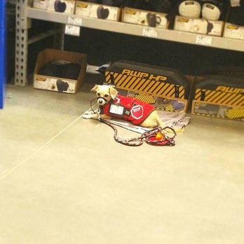 Off Leash K9 Training Sacramento - This is my Peanut in current day doing a down stay at a local store with his SD gear on. He did amazing. - Pet Training Near Me - Sacramento, California Off Leash K9 Training Sacramento - This is my Peanut in current day doing a down stay at a local store with his SD gear on. He did amazing. - Pet Training Near Me - Sacramento, California