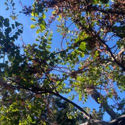 Goose Egg Park - Laying down on the grass and looking at the sky through the brunches and leaves of the tree