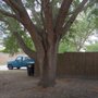 Chris Albrecht's True Tree Care