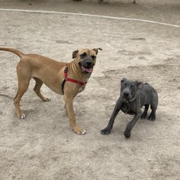 Matcha The Mastiff making friends Matcha The Mastiff making friends