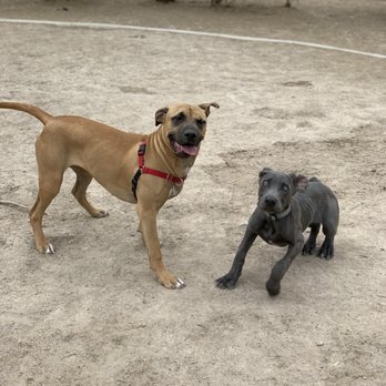 CJ Dog Park - Matcha The Mastiff making friends - Dog Parks Near Me - Las Vegas, Nevada CJ Dog Park - Matcha The Mastiff making friends - Dog Parks Near Me - Las Vegas, Nevada