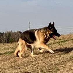 Oh My Dog - My girl, Heidi