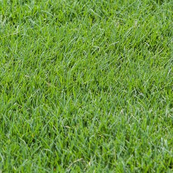 The Grass Company - Landscaping Near Me - San Antonio, Texas The Grass Company - Landscaping Near Me - San Antonio, Texas