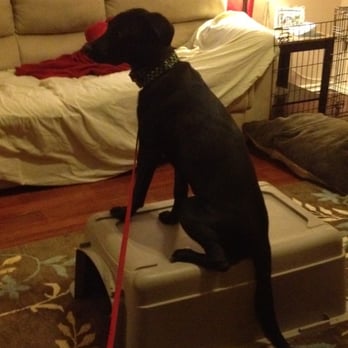 sit means sit e collar