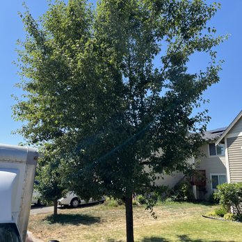 G’s Outdoor Upgrades - Hired for a tree trimming - Fences & Gates Near Me