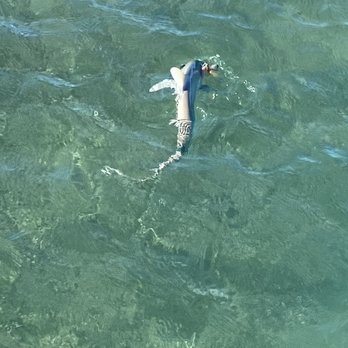Dream Catcher Charters - Bonnet Shark - Fishing Near Me - Key West, Florida
