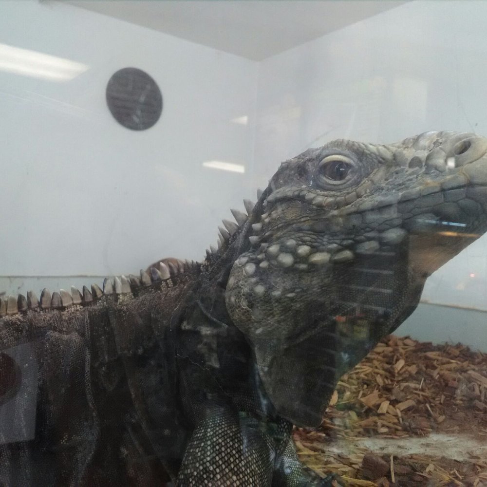 Amazon Reptile Center - I'm so cool. - Reptile Shops Near Me - Montclair, California Amazon Reptile Center - I'm so cool. - Reptile Shops Near Me - Montclair, California