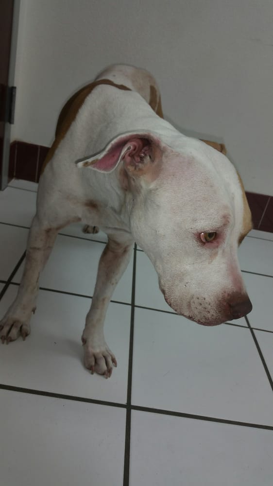 JAGER VETERINARY CLINIC Updated September 2024 636 N Robinson Dr