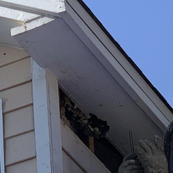Busy Bee Removal - Beehive behinds dormer's siding - Pest Control Near Me - Burbank, California