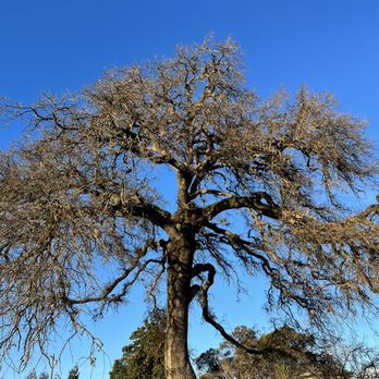 Heritage Oak Winery - a large oak tree in a field - Wineries Near Me - Acampo, California