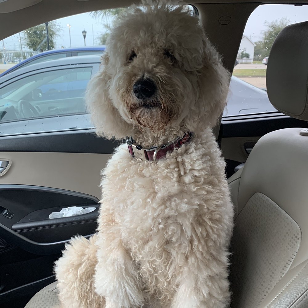 Before being groomed today Before being groomed today