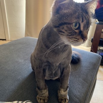 Top Paw Grooming - Full shave including mane - Pet Groomers Near Me - Tucson, Arizona Top Paw Grooming - Full shave including mane - Pet Groomers Near Me - Tucson, Arizona