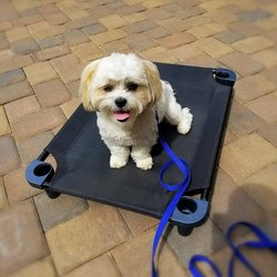 WolfHelm Dog Training - Melo, one of our home manners clients, being introduced to a place stay on a raised bed.