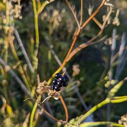 Berries