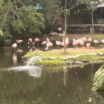 Brevard Zoo - Flamingos - Zoos Near Me - Melbourne, Florida