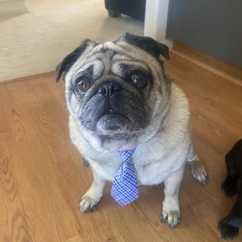 Fallon Veterinary Clinic - A much happier pug now that his ear infections are gone! - Veterinarians Near Me - Fallon, Nevada Fallon Veterinary Clinic - A much happier pug now that his ear infections are gone! - Veterinarians Near Me - Fallon, Nevada