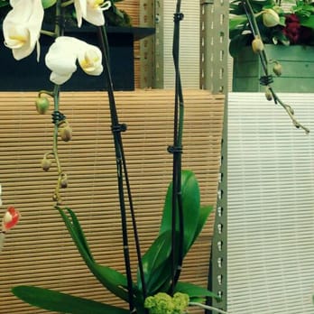 Lee's Orchids - Florists Near Me - Los Angeles, California