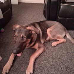 Royal Hospital For Sick Children - My dog with my heart