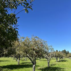 Apple-A-Day Ratzlaff Ranch - Orchard