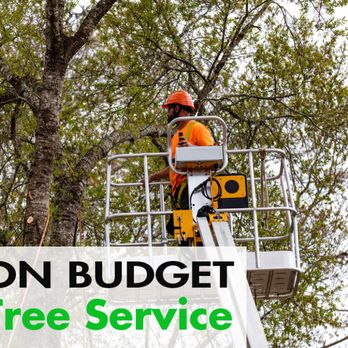 On Budget Tree Service - Our Arborists will trim and remove dangerous limbs and trees in Ocala! - Tree Services Near Me - Ocala, Florida On Budget Tree Service - Our Arborists will trim and remove dangerous limbs and trees in Ocala! - Tree Services Near Me - Ocala, Florida