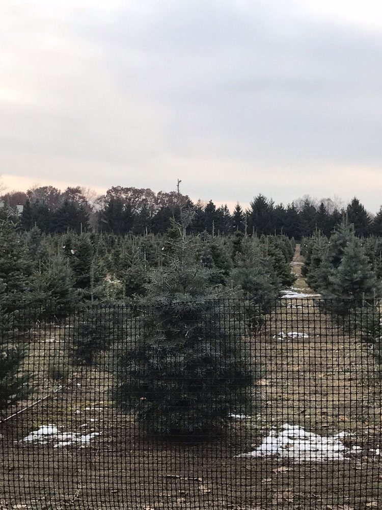 CANDY CANE CHRISTMAS TREE FARM 11 Reviews Christmas Trees 4780