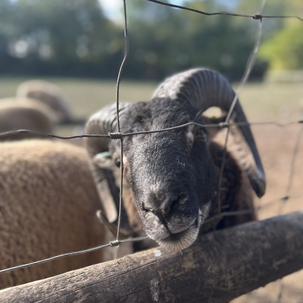 Mudchute - Farms Near Me - Isle of Dogs, XGL Mudchute - Farms Near Me - Isle of Dogs, XGL