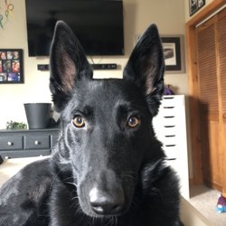 vca abbott animal hospital