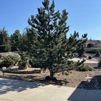 A & C Services - Tree Services Near Me A & C Services - Tree Services Near Me