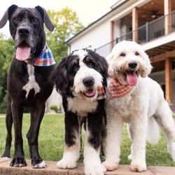 Whole Pet Veterinary Hospital Davidson