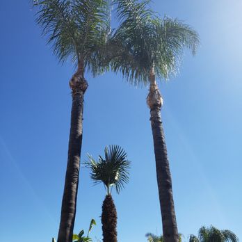 Bernabe Tree Service - After pic 1 - Tree Services Near Me - Riverside, California