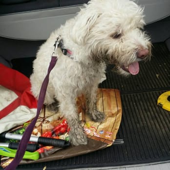 Canine Custom Cuts - Before grooming... - Pet Groomers Near Me - Yorba Linda, California