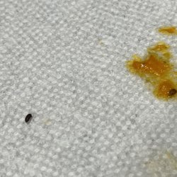 Lake Jackson Seafood - Multiple rice beetles