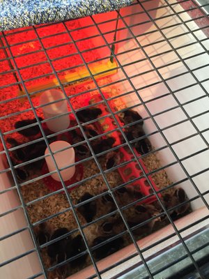 Homestead Gardens by null