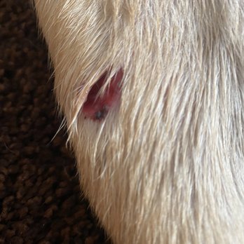 PetSmart - Wounded leg - Pet Stores Near Me - Escondido, California