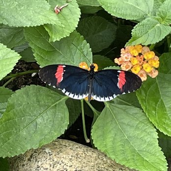 GT Butterfly House & Bug Zoo - Zoos Near Me - Williamsburg, Michigan GT Butterfly House & Bug Zoo - Zoos Near Me - Williamsburg, Michigan