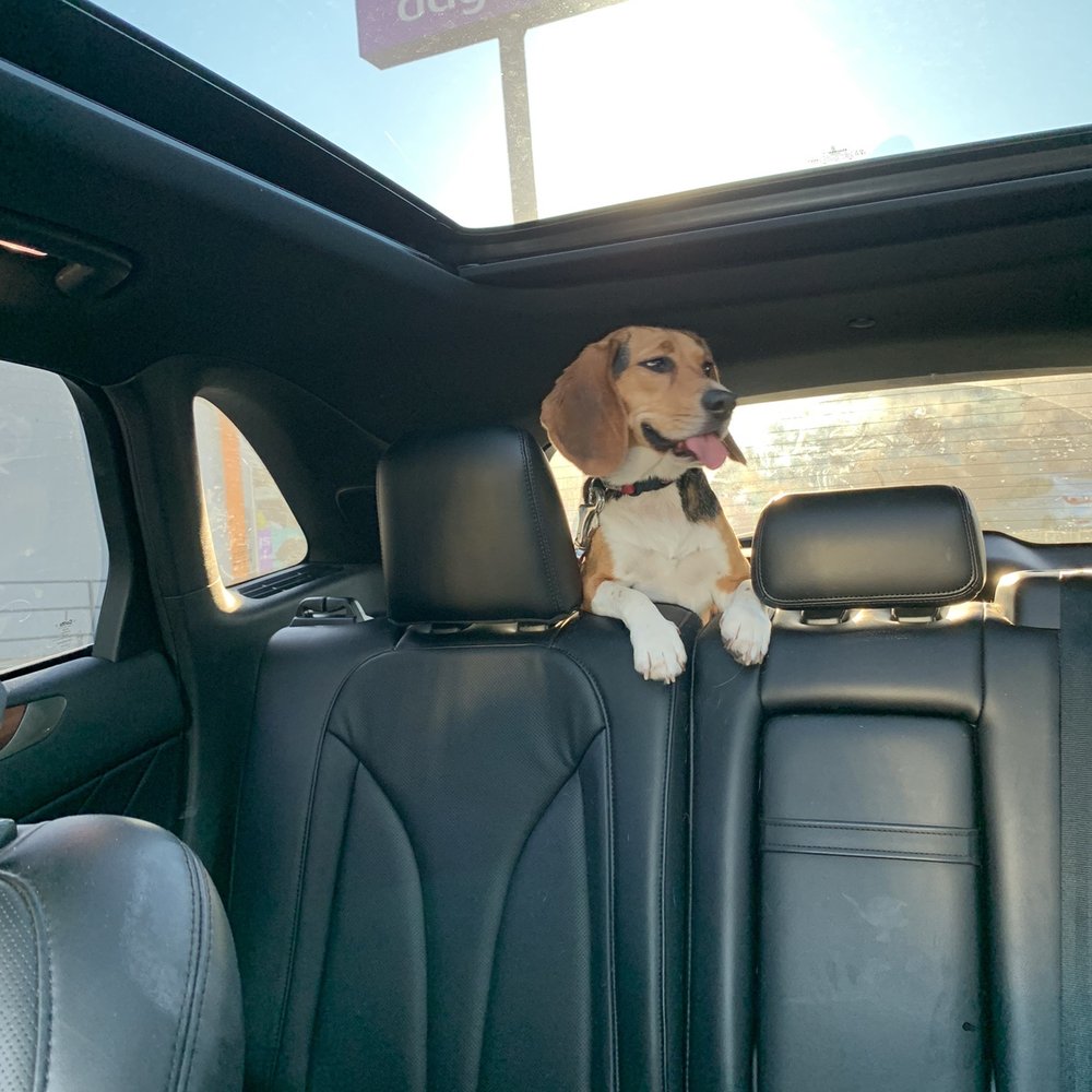 Dog Days - Capitol - Betty arriving at her favorite place: Dog Days. - Pet Sitting Near Me - Saint Paul, Minnesota