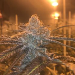 Hidden Valley Genetics - Just finished my "Cassidy St Cookies" from Hidden Valley Genetics! Can't believe the trichomes!