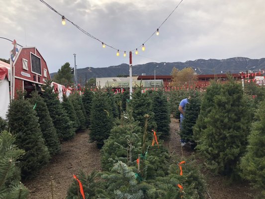 Christmas Tree Selection - Picture yourself at our lot before you arrive by seeing our wide variety of trees! Christmas Tree Selection - Picture yourself at our lot before you arrive by seeing our wide variety of trees!
