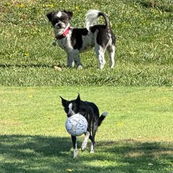 Bishop Dog Park