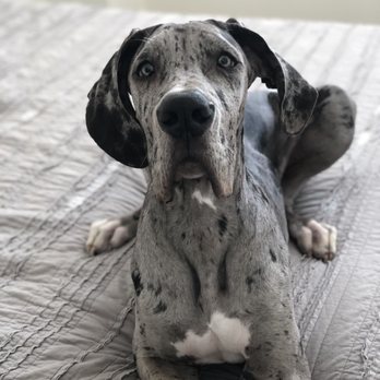 Central Valley Pet Sitters - Pet Sitting Near Me