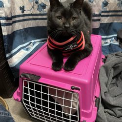 Hufnagel Veterinary Clinic - Donut loves going to see Dr. Hufnagel and his staff